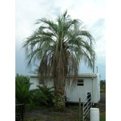 Pindo Palm 16' Clear Trunk